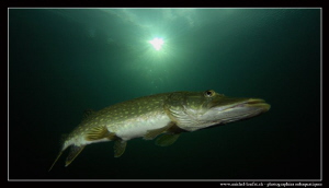 Special Pike Fish upload II by Michel Lonfat 